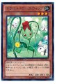 ナチュルローズウィップ